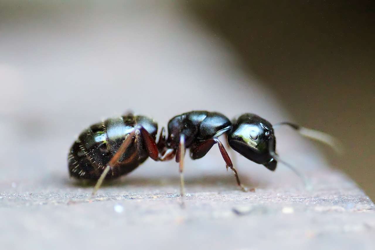 ant, insect, animal-453348.jpg