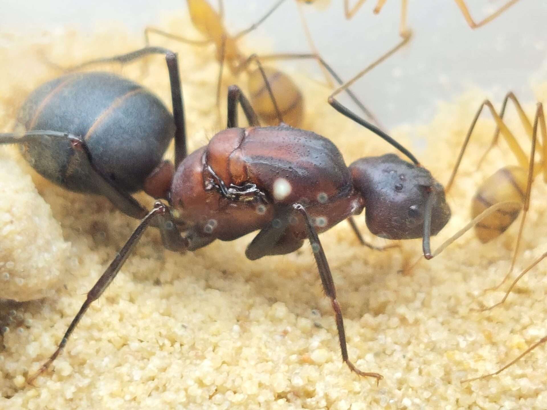 Riesige Camponotus angusticollis Königin, größte Camponotus der Welt