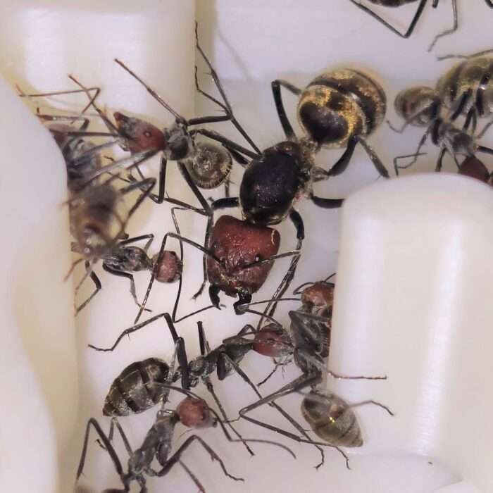 Camponotus singularis Königin in einem Nest mit Arbeiterinnen und Brut