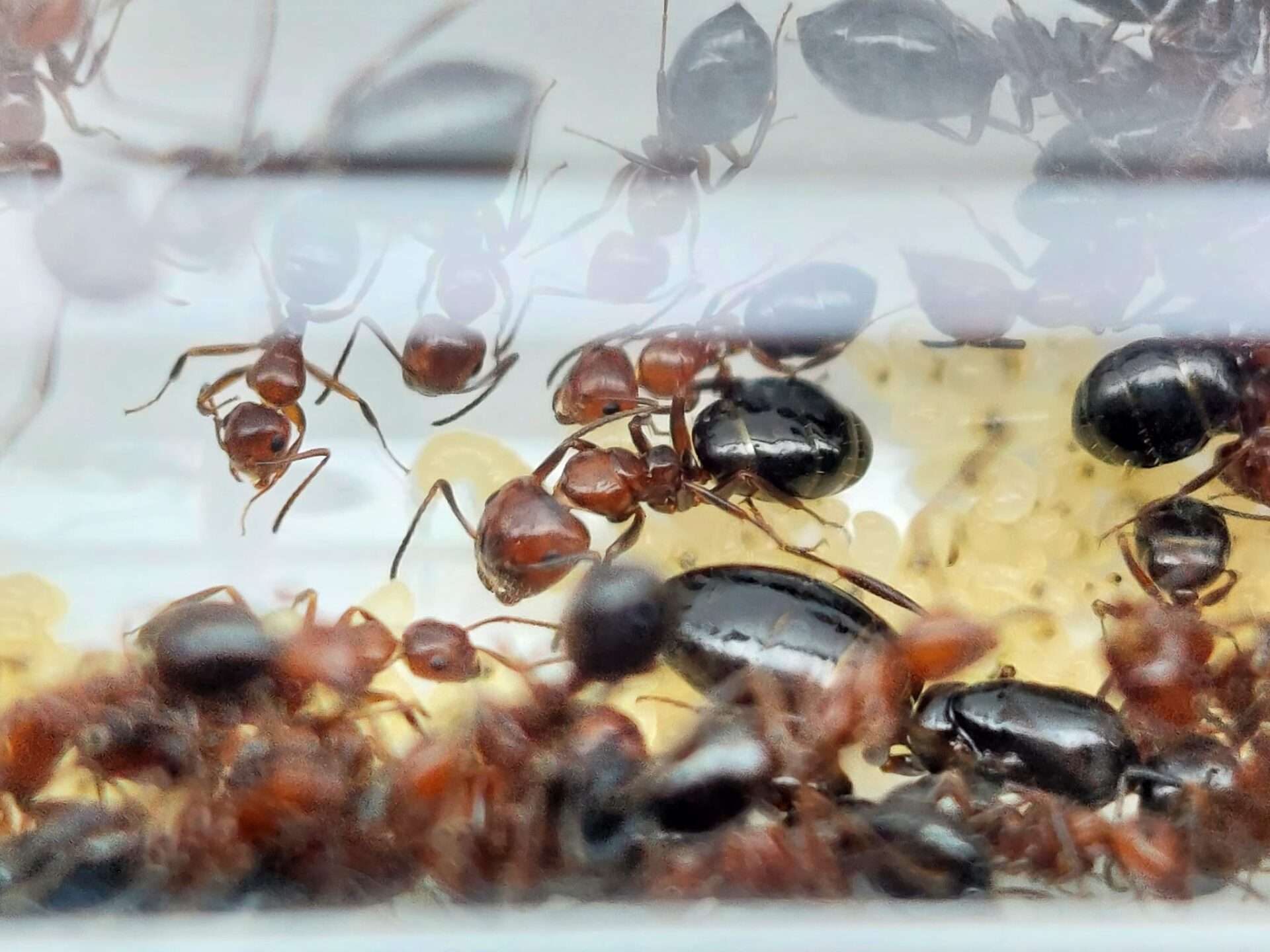 Camponotus lateralis Majore und Königin in ihrem Reagenzglas, Holzameisen