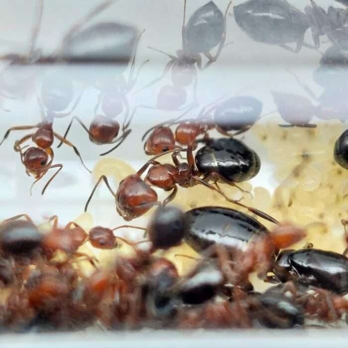 Camponotus lateralis Majore und Königin in ihrem Reagenzglas, Holzameisen