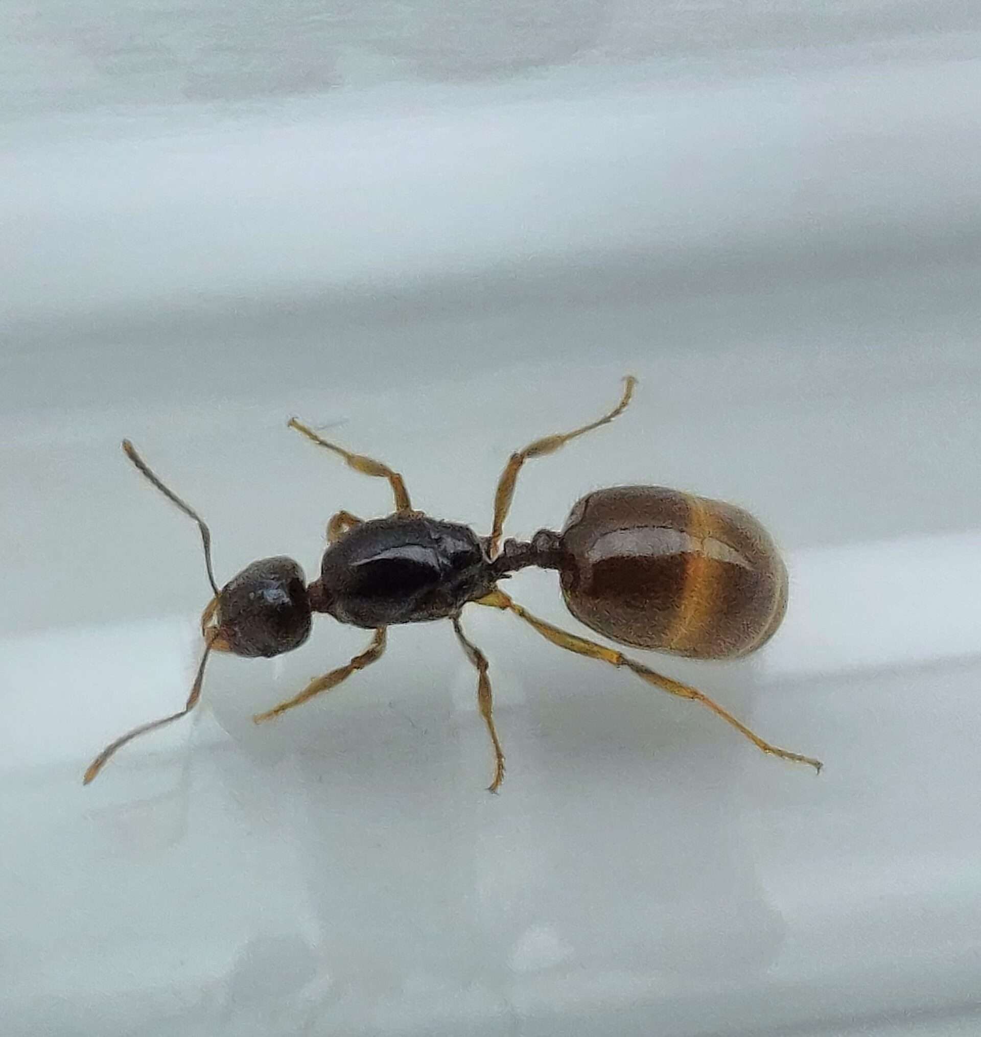 Aphaenogaster dulcineae, eine anfängerfreundliche Ameisenart aus Südeuropa