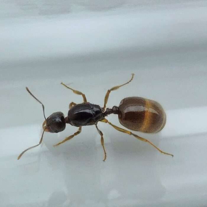 Aphaenogaster dulcineae, eine anfängerfreundliche Ameisenart aus Südeuropa