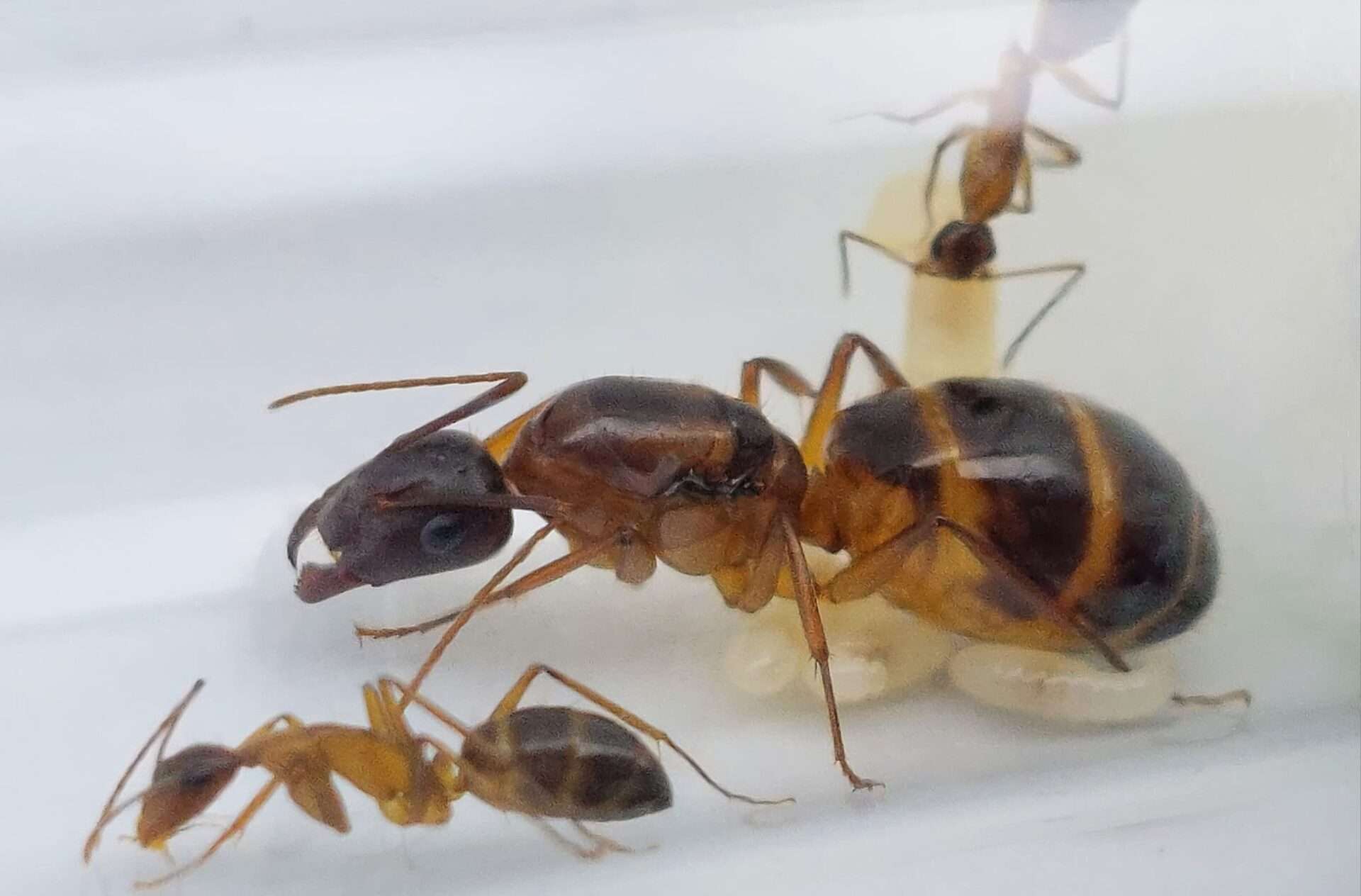 Camponotus pilicornis, eine recht große, anfängerfreundliche Ameisenart