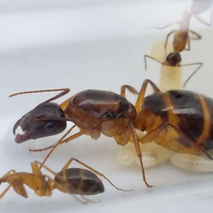 Camponotus pilicornis, eine recht große, anfängerfreundliche Ameisenart