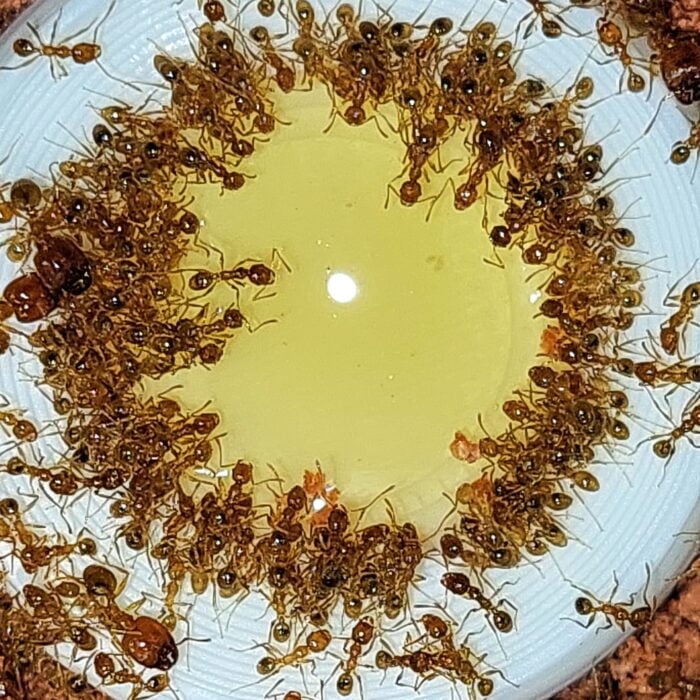 Pheidole pallidula stürzen sich auf einen Tropfen Honig, Soldaten