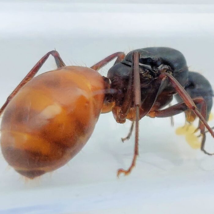Camponotus US-CA02