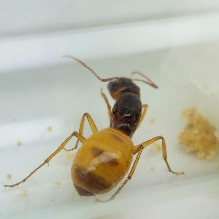 Camponotus fedtschenkoi Königin