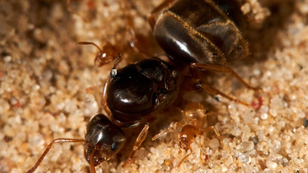 Lasius-flavus