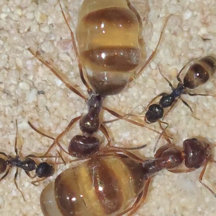 Proformica nasuta Königin mit Ameisenkolonie