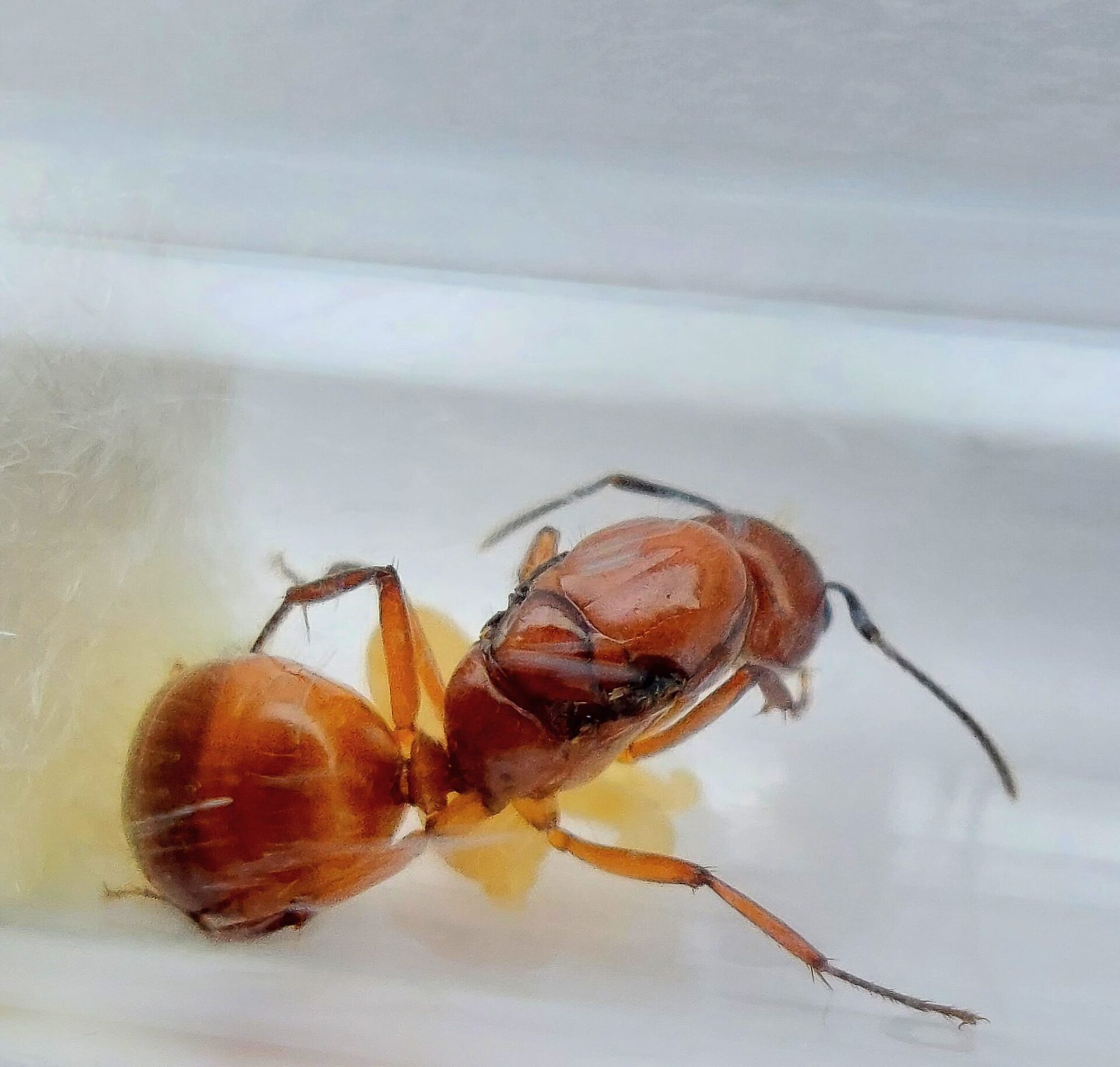 Camponotus castaneus Königin mit Brut