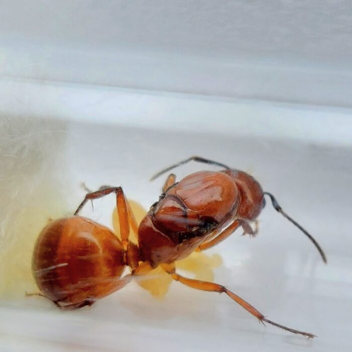Camponotus castaneus Königin mit Brut