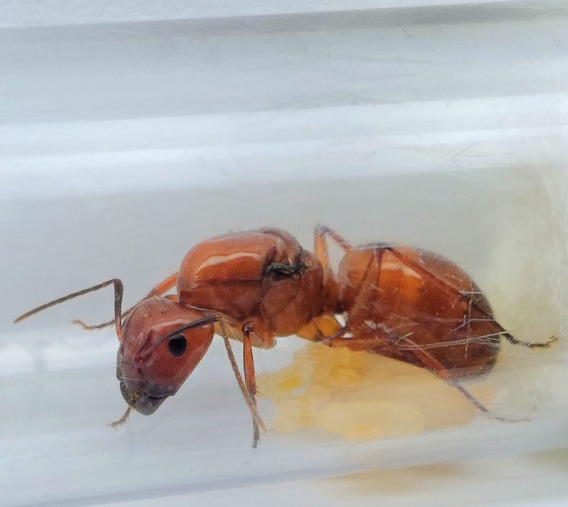 Camponotus castaneus