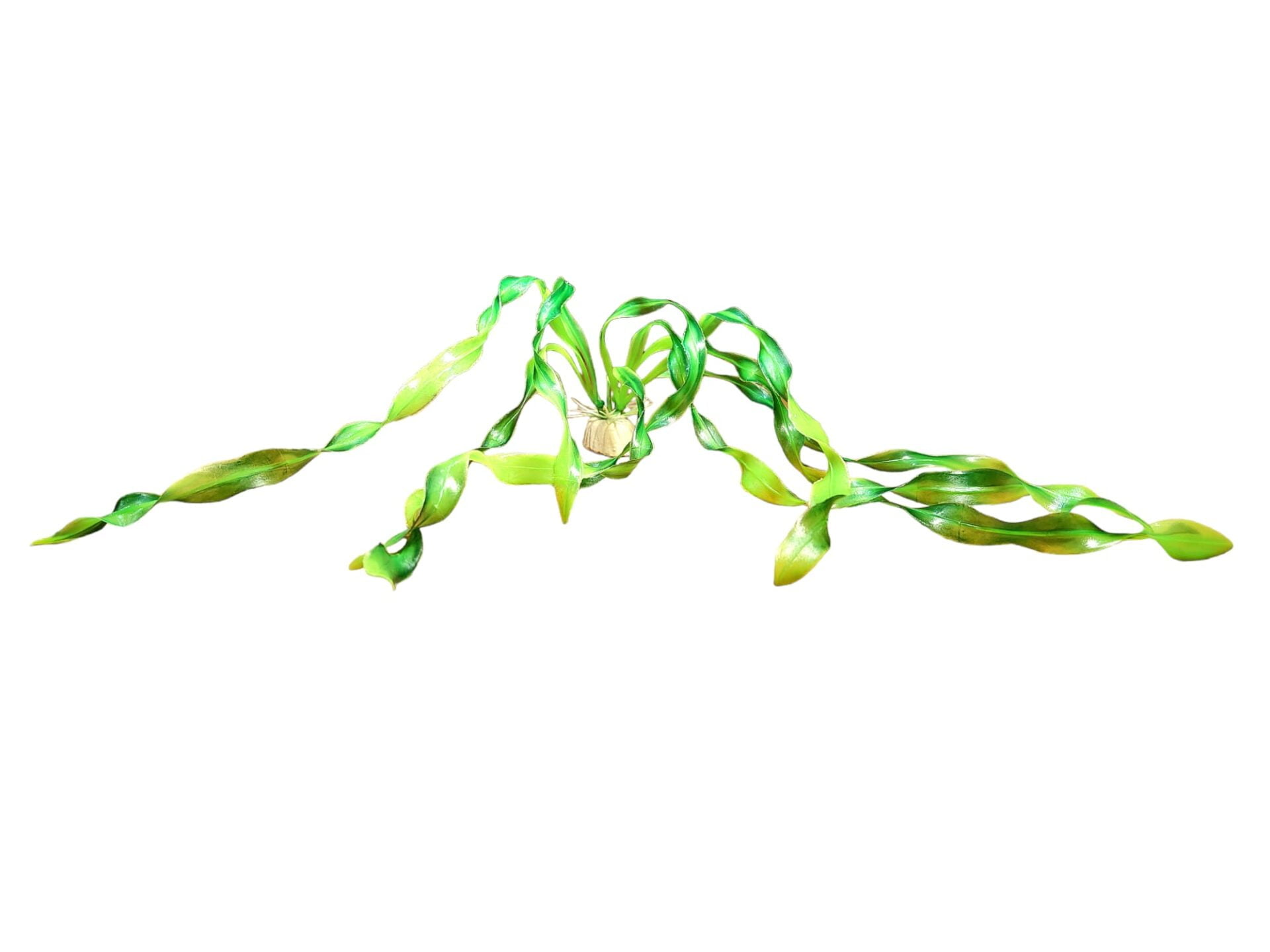 Dekopflanze grüne Algen