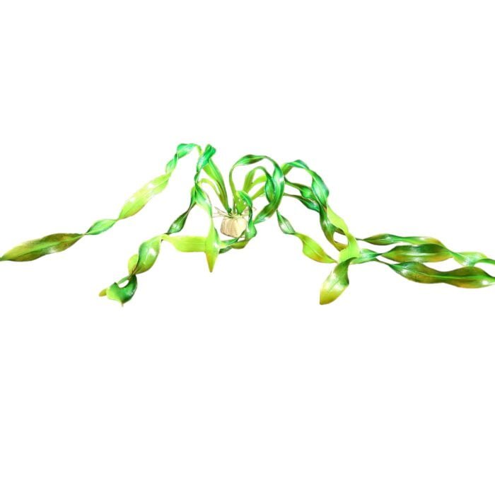Dekopflanze grüne Algen