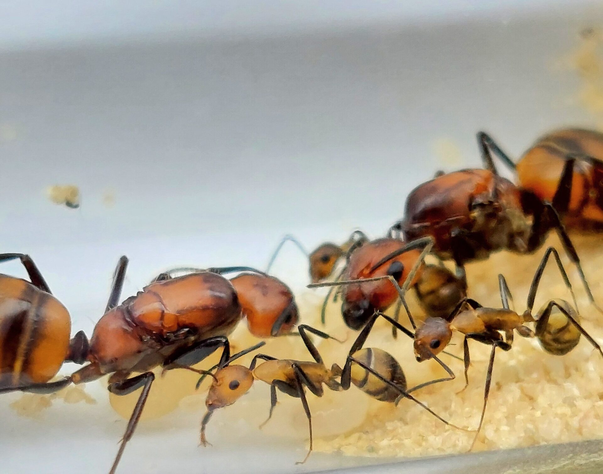 Camponotus nicobarensis Kolonie