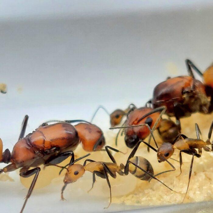 Camponotus nicobarensis Kolonie
