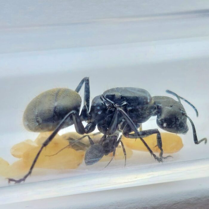 Camponotus formosensis