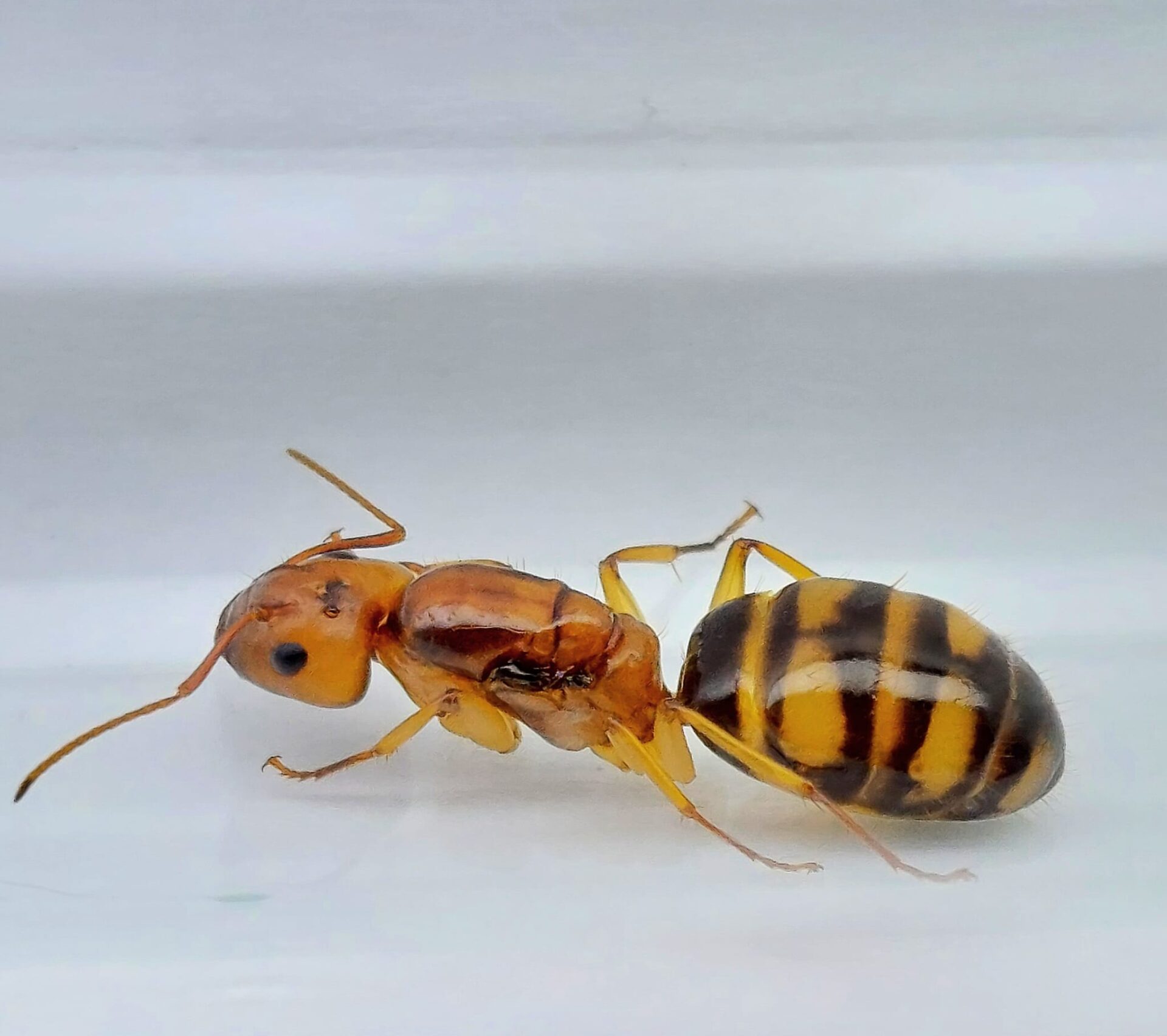Camponotus maculatus subnudus Königin
