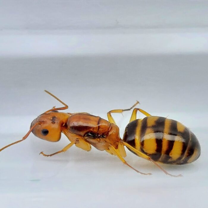 Camponotus maculatus subnudus Königin