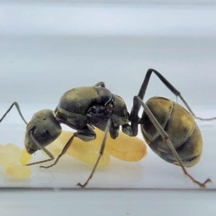 Camponotus parius Königin mit Brut
