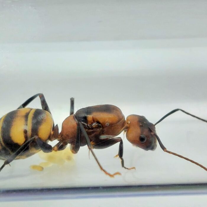 Camponotus habereri