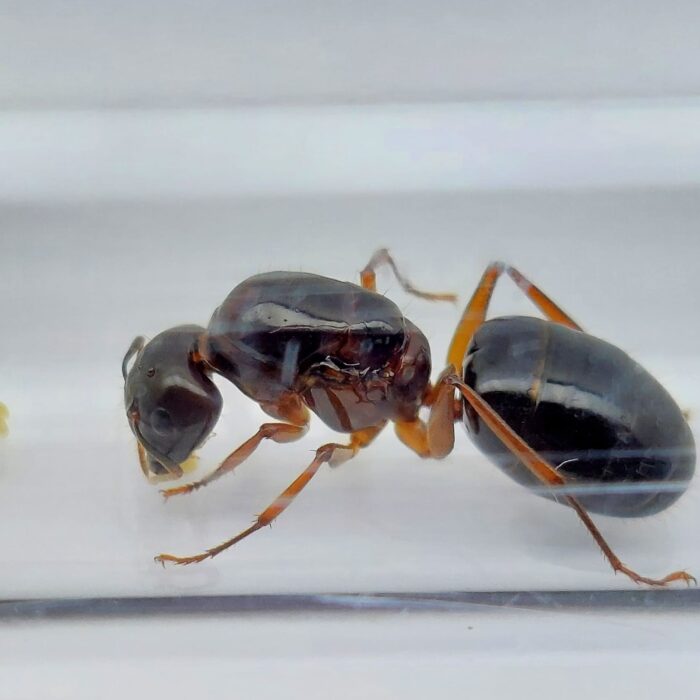 Camponotus siemsseni Königin mit Brut