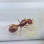 Pheidole cf. obtusospinosa Königin